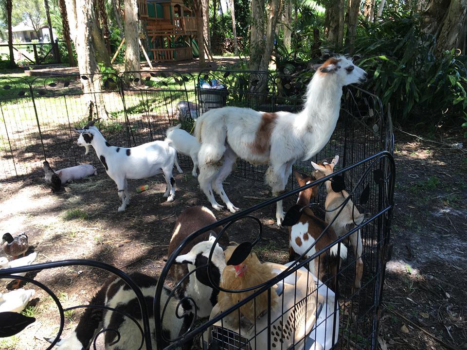 The Petting Zoo is approved by the United States Department of